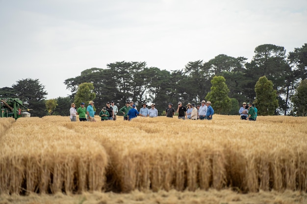 farmer cropping field farming cropping field growing grain cereals 866797 10522